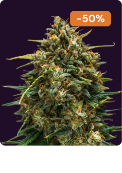 Sweet skunk Auto halloween-1